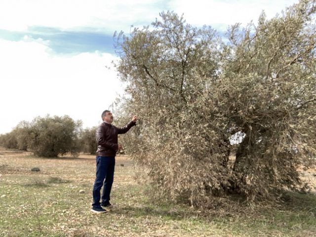 Olivar1