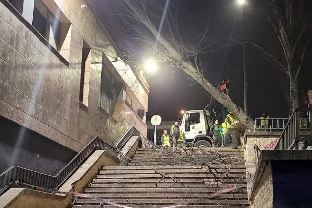 Plaza Romero 20220314 árbol