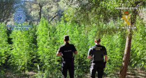 Policía Nacional y Guardia Civil detienen a tres personas que gestionaban una extensa plantación de cannabis en un paraje próximo al río Guadazaón