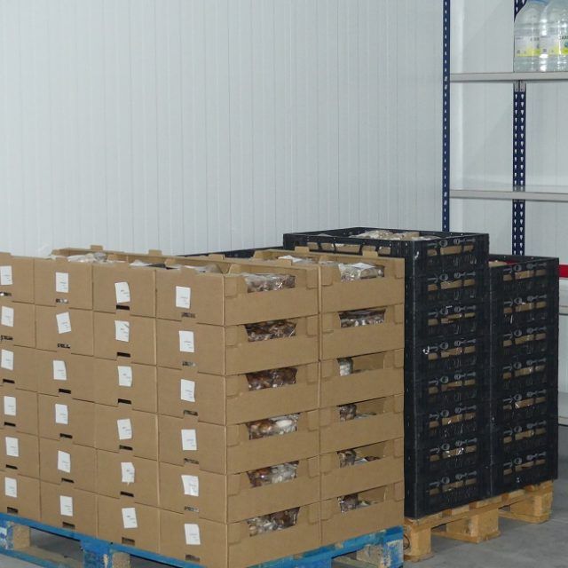 exportaciones