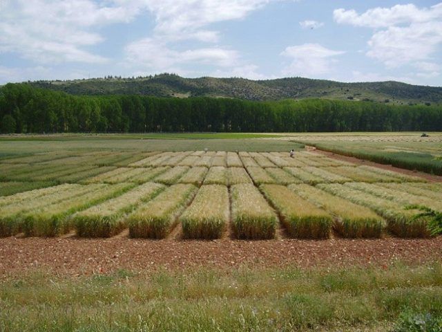 Campos de cultivo Albaladejito