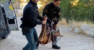 La Guardia Civil de Cuenca rescata un corzo atrapado en una finca del casco histórico de Cuenca