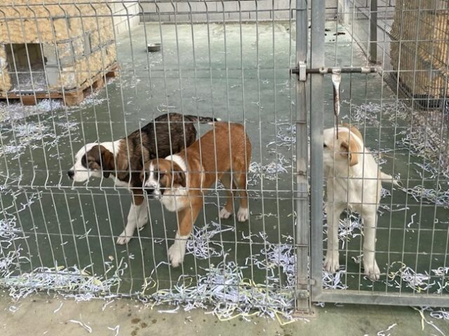 ANIMELE EN EL ALBERGUE