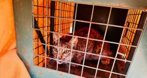 La Consejería de Desarrollo Sostenible avanza en la reintroducción del lince ibérico con la suelta de tres nuevos ejemplares en la provincia